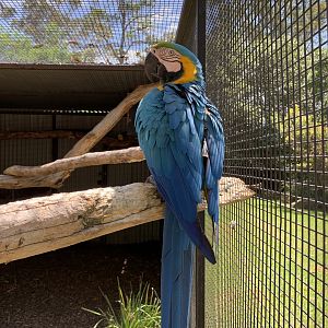 Blue-and-yellow Macaw