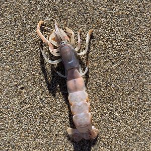 Australian Ghost Shrimp (Trypaea australiensis)