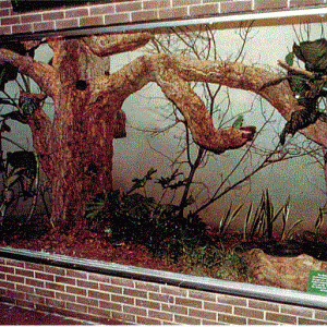 Crimson Seedcracker Exhibit 1980