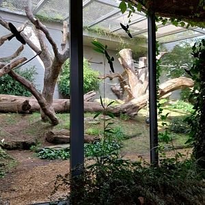 Menschenaffenhaus - Gorilla outdoors