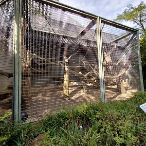 Menschenaffenhaus - Sumatran Orangutan enclosure