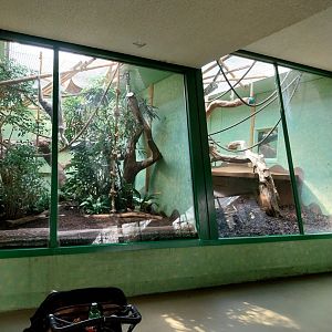 Menschenaffenhaus - Pileated gibbon indoors