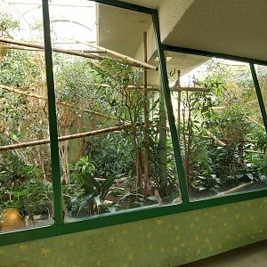 Menschenaffenhaus - Pileated gibbon enclosure