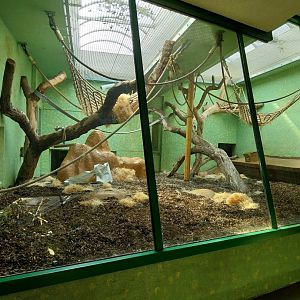 Menschenaffenhaus - Sumatran orangutan enclosure