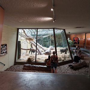 Menschenaffenhaus - Western lowland gorilla enclosure