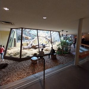 Menschenaffenhaus - Western lowland gorilla enclosure