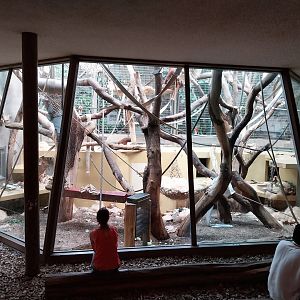 Menschenaffenhaus - Western lowland gorilla second enclosure