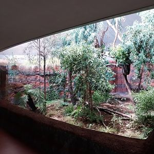 Australienhaus - First koala exhibit