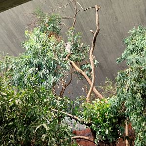 Australienhaus - First koala exhibit
