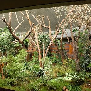 Australienhaus - Second koala exhibit