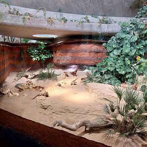 Australienhaus - Exuma island iguana exhibit