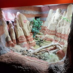 Australienhaus - Savu python exhibit