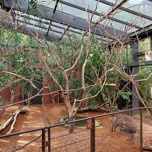 Australienhaus - Rainbow lorikeet aviary