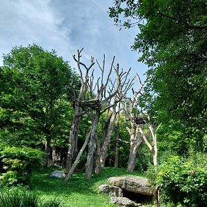 Sangay Bergnebelwald (spectacled bear)