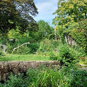Sangay Bergnebelwald (spectacled bear)