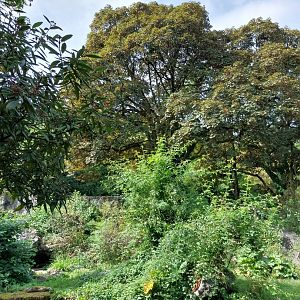 Sangay Bergnebelwald (spectacled bear)