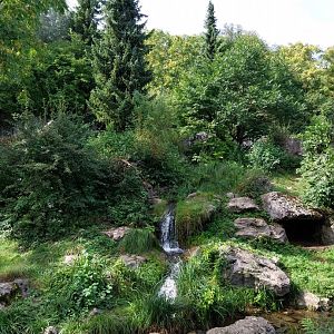 Sangay Bergnebelwald (spectacled bear)