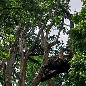 Sangay Bergnebelwald (spectacled bear)