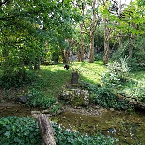 Sangay Bergnebelwald (spectacled bear)