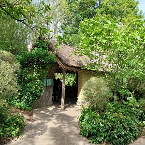 Sangay Bergnebelwald (spectacled bear)