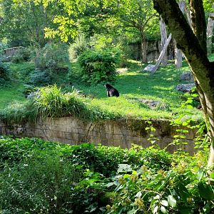 Sangay Bergnebelwald (spectacled bear)