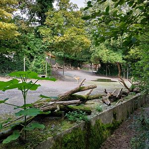 Mixed species enclosure (Burmese brow-antlered deer, Persian gazelle and Bactrian camel)