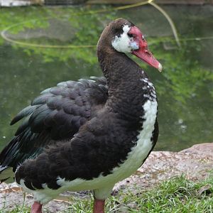 Northern spur-winged goose (Plectropterus gambensis gambensis)