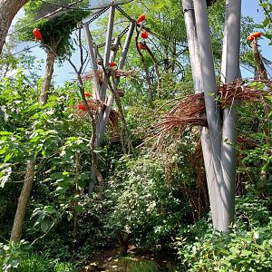 Exotarium - Aviary (scarlet ibis and Panama boat-billed heron)