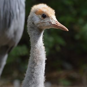 Blue crane (Grus paradisea)