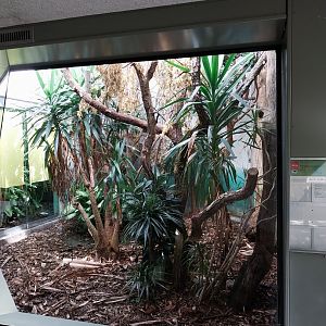 Exotarium - First floor - Red-tailed amazon aviary