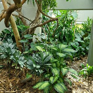 Exotarium - First floor - Jamaica quail-dove aviary