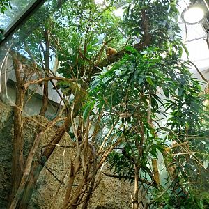 Exotarium - First floor - Golden lion tamarin enclosure