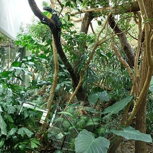 Exotarium - First floor - Channel-billed toucan and two-toed sloth enclosure