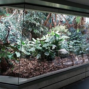 Exotarium - First floor - Mixed species enclosure (Goeldi's monkey, Saint-Vincent agouti, Jamaica quail-dove)