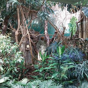 Exotarium - First floor - Mixed species enclosure (Goeldi's monkey, Saint-Vincent agouti, Jamaica quail-dove)