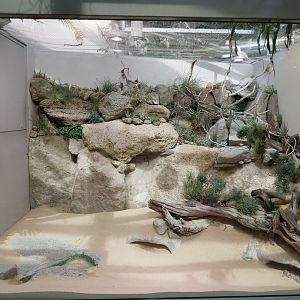 Exotarium - Top floor - Sonora desert sidewinder exhibit