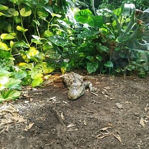 Exotarium - Top floor - Broad-snouted caiman (Caiman latirostris)