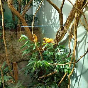 Exotarium - Top floor - Canopy view - Golden lion tamarin (Leonthopithecus rosalia)