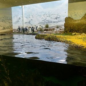 Exotarium - Ground floor - King pinguin enclosure