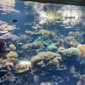 Exotarium - Ground floor - Indo-pacific coral reef