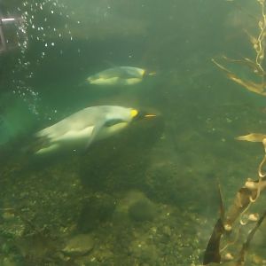 Exotarium - Ground floor - King pinguin enclosure