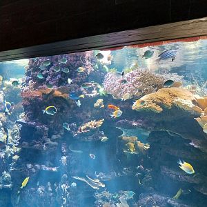 Exotarium - Ground floor - Indo-Pacific coral reef