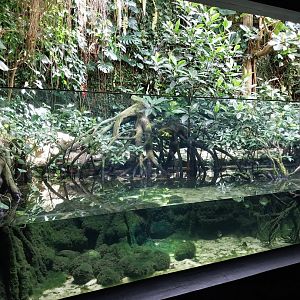 Exotarium - Ground floor - Indo-pacific mangrove
