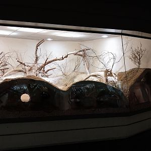 Exotarium - Ground floor - Plains viscacha and burrowing owl enclosure