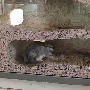 Exotarium - Ground floor - Plains vicacha (Lagostomus maximus)