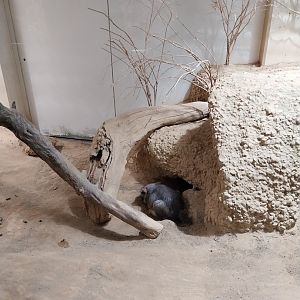 Exotarium - Ground floor - Plains vicacha (Lagostomus maximus)