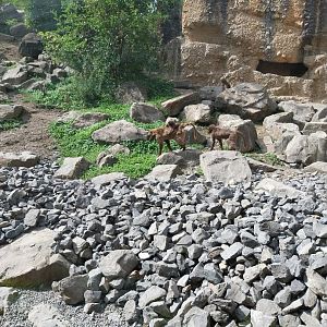 Afrikanisches gebirge - Gelada baboon (Theropithecus gelada)