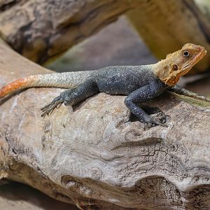 Peter's rock agama (Agama picticauda)