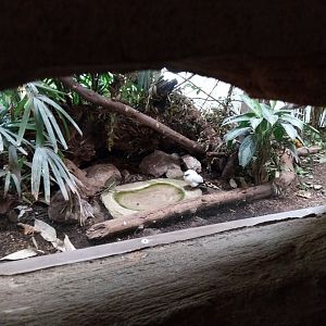 Kaeng Krachan - Forest aviary