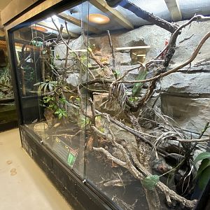 Green tree python exhibit 040124